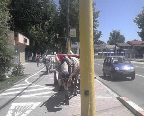 La un pas de tragedie: minor de 13 ani, muşcat de cal în Mamaia